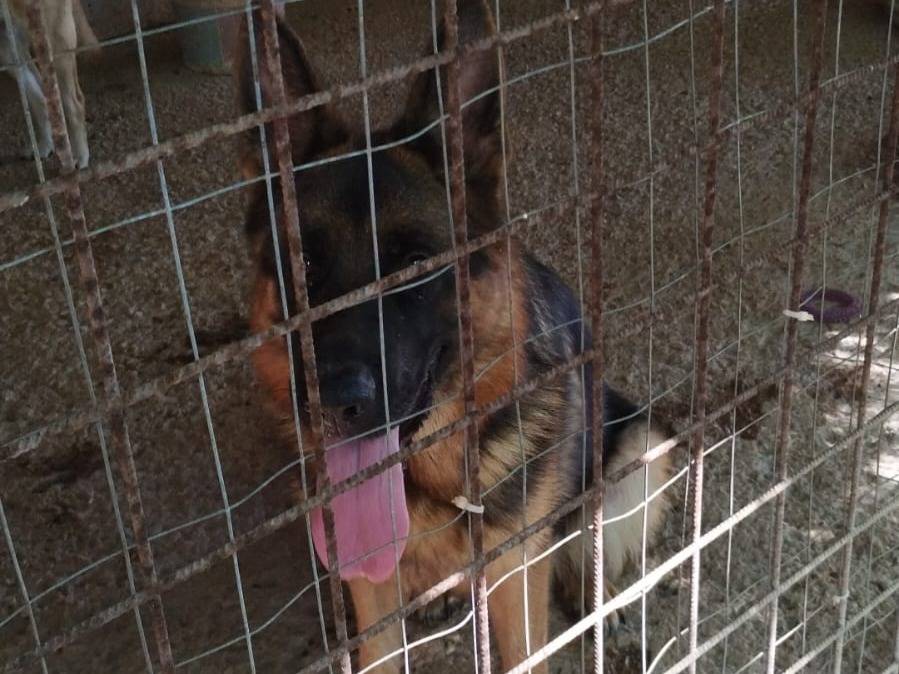 Adotta un cane, taglia grande, femmina, Bari