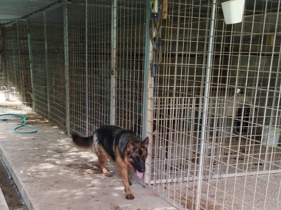 Vuoi adottare un cane a Bari?