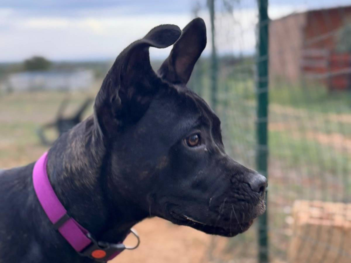 Adozione cane, femmina, Corso, 2 anni e 2 mesi, taglia grande, Bari