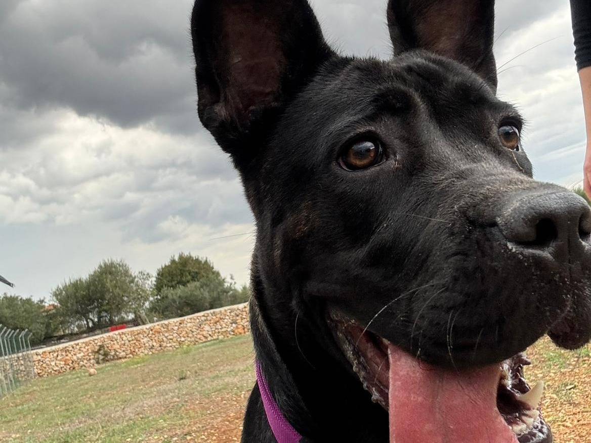 Adotta un cane, femmina, 2 anni e 2 mesi, Bari