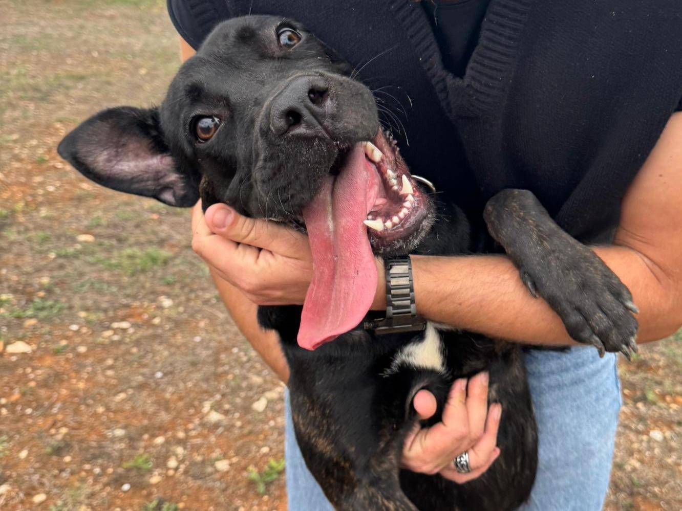 Adotta un cane, taglia grande, femmina, Bari