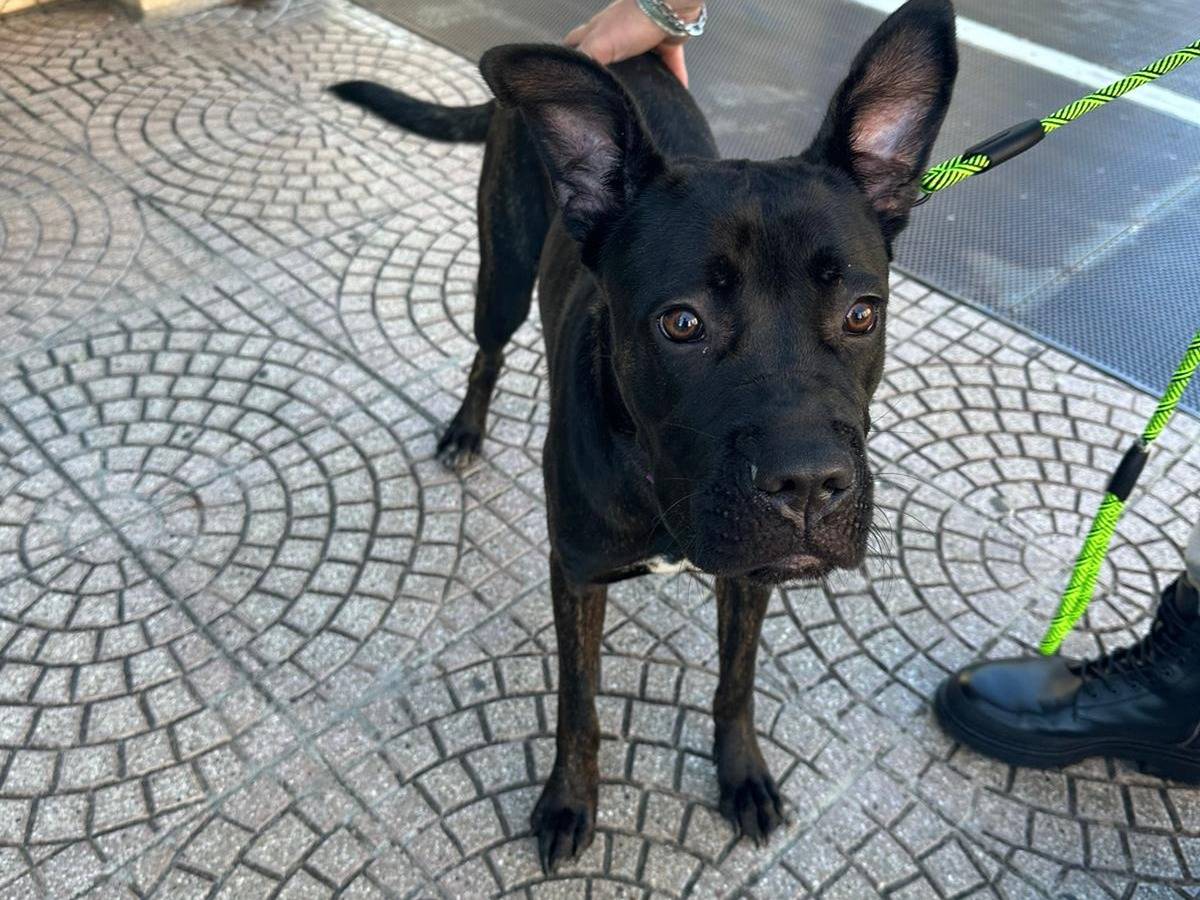 Vuoi adottare un cane a Bari?