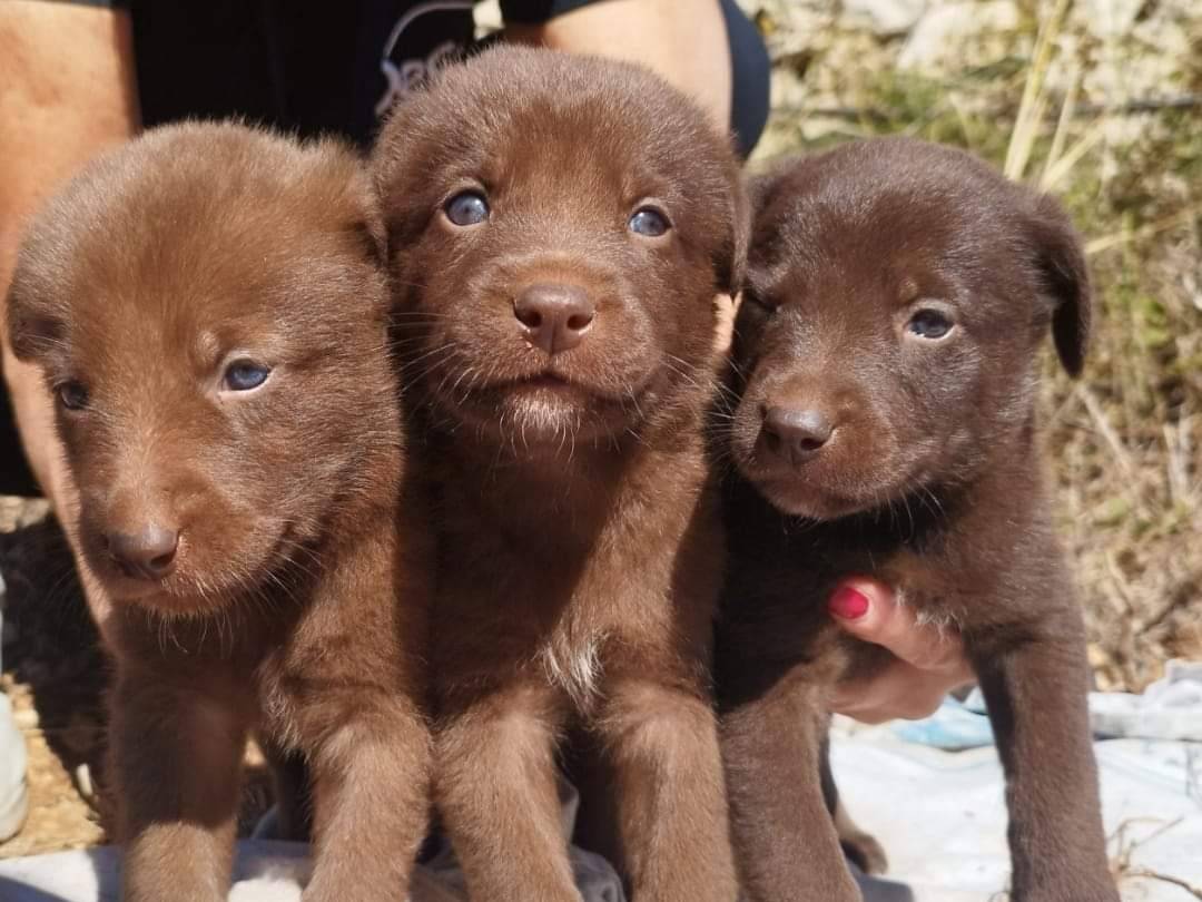 Adozione cane, femmina, meticcio, 1 anno e 8 mesi, taglia media, Bari