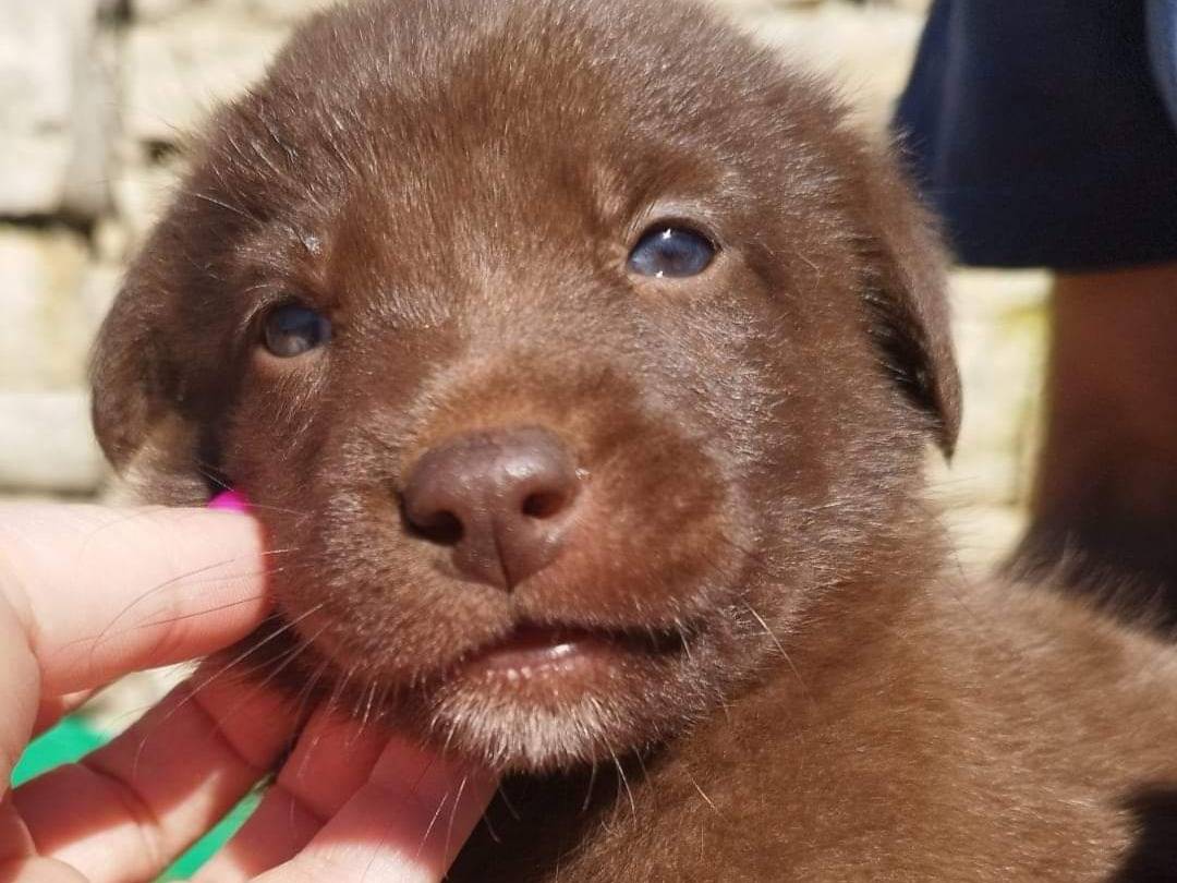 Adotta un cane, femmina, 1 anno e 8 mesi, Bari