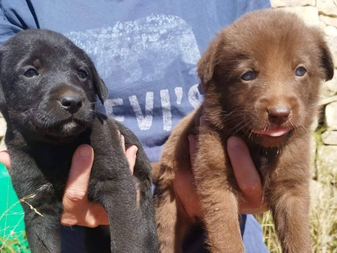 Adotta un cane, taglia media, femmina, Bari