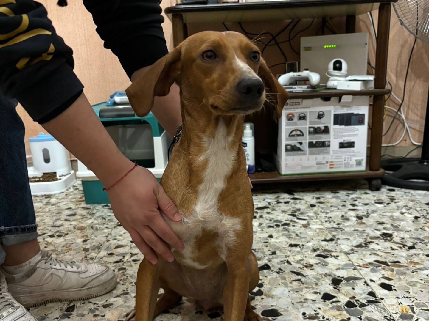 Adotta un cane, femmina, 2 anni, Chieti