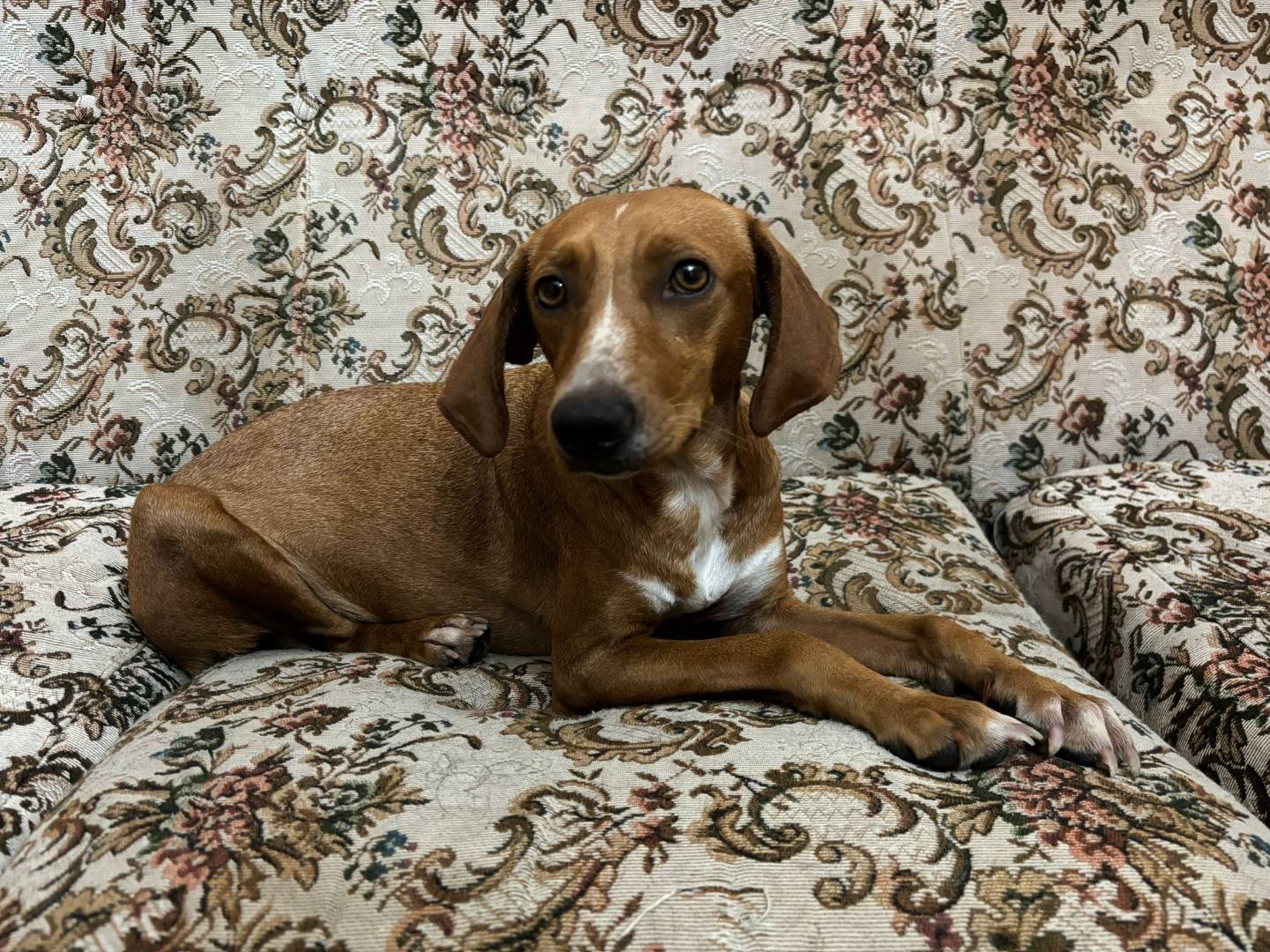 Adotta un cane, taglia piccola, femmina, Chieti