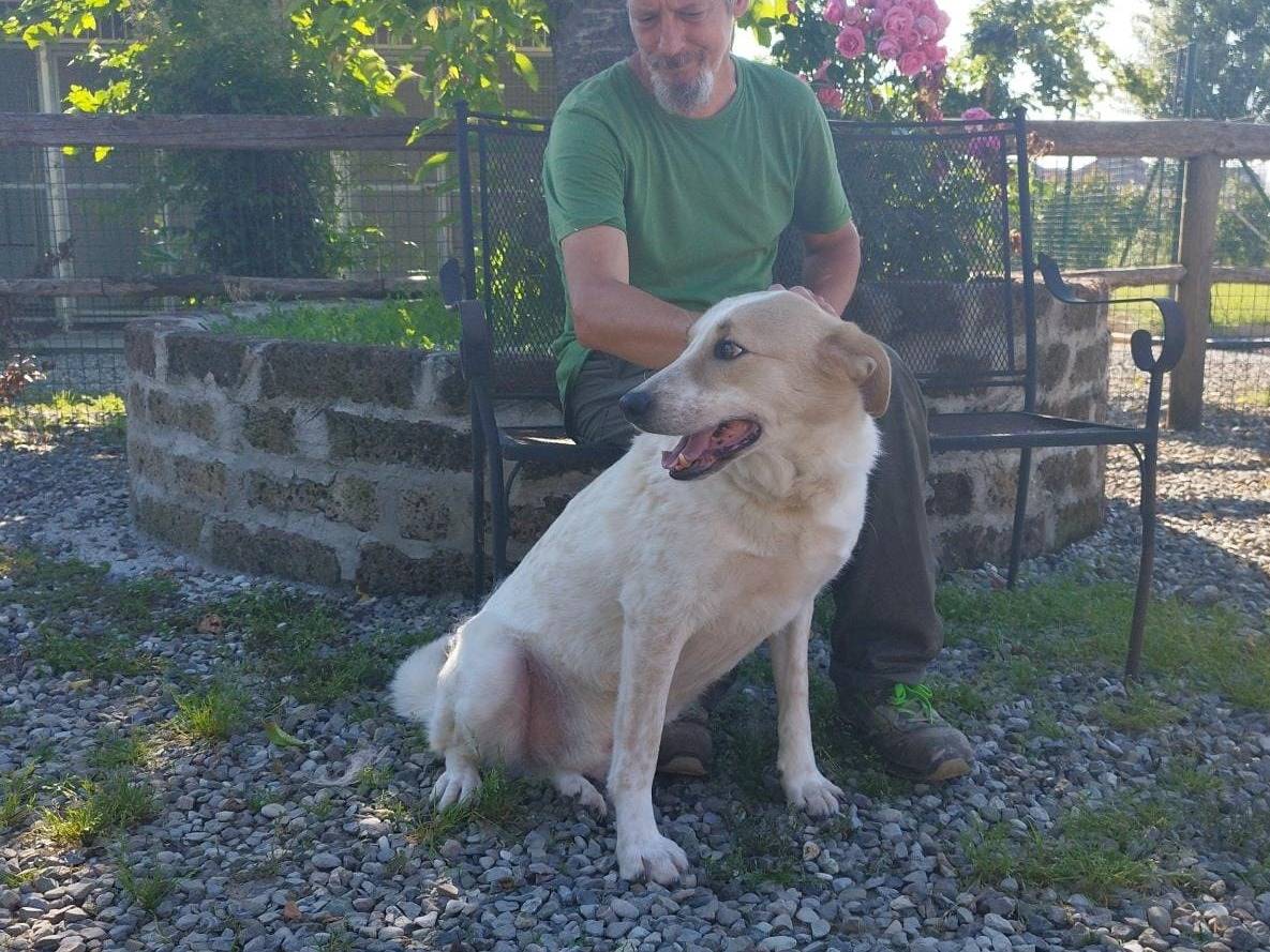 Adotta un cane, maschio, 5 anni  e 6 mesi , Pavia