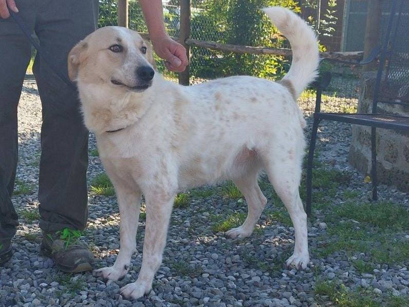 Adotta un cane, taglia grande, maschio, Pavia
