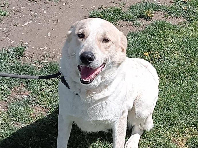 Vuoi adottare un cane a Pavia?