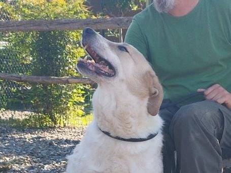 Adotta il cane Bob a Pavia