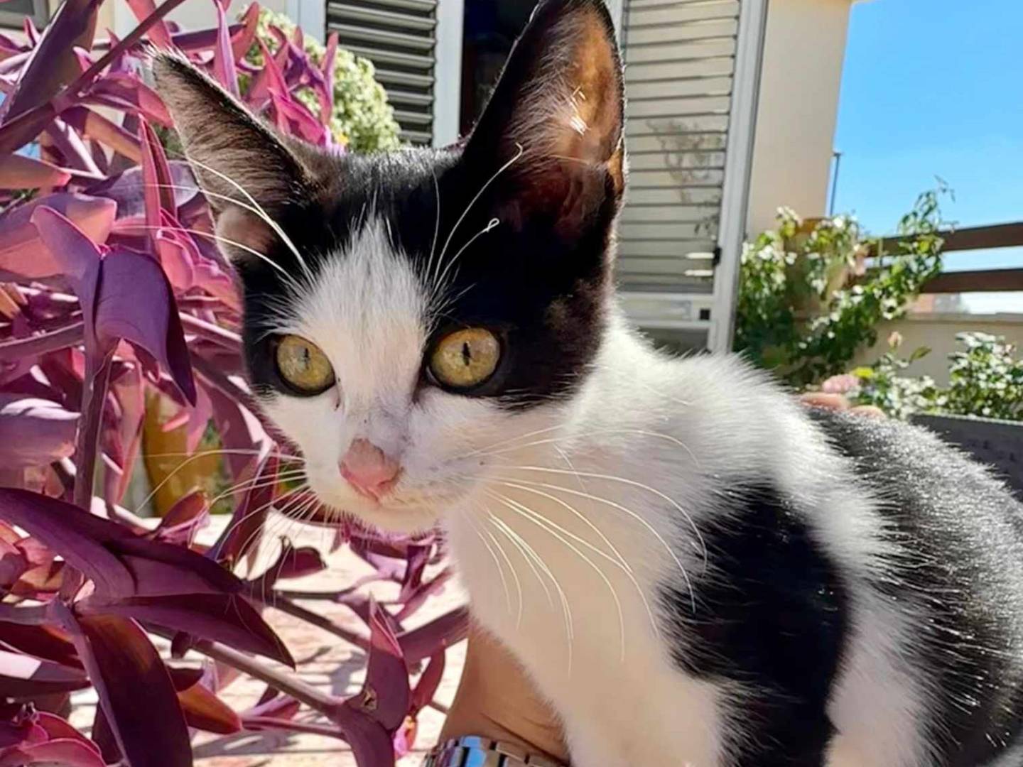 Adozione gatto, maschio, meticcio, 2 anni e 1 mese, taglia non valida, Lecce