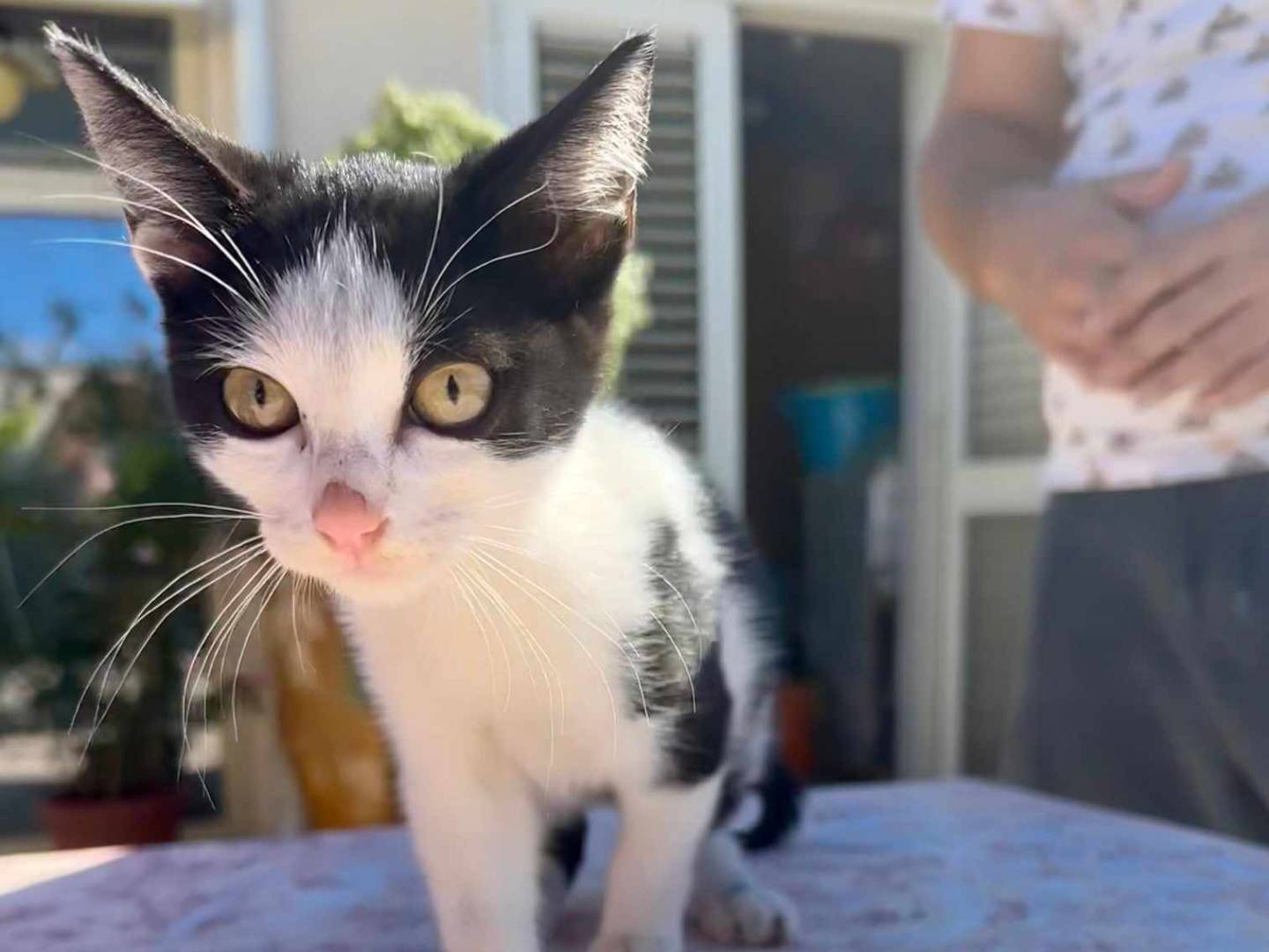 Adotta un gatto, maschio, 2 anni e 1 mese, Lecce