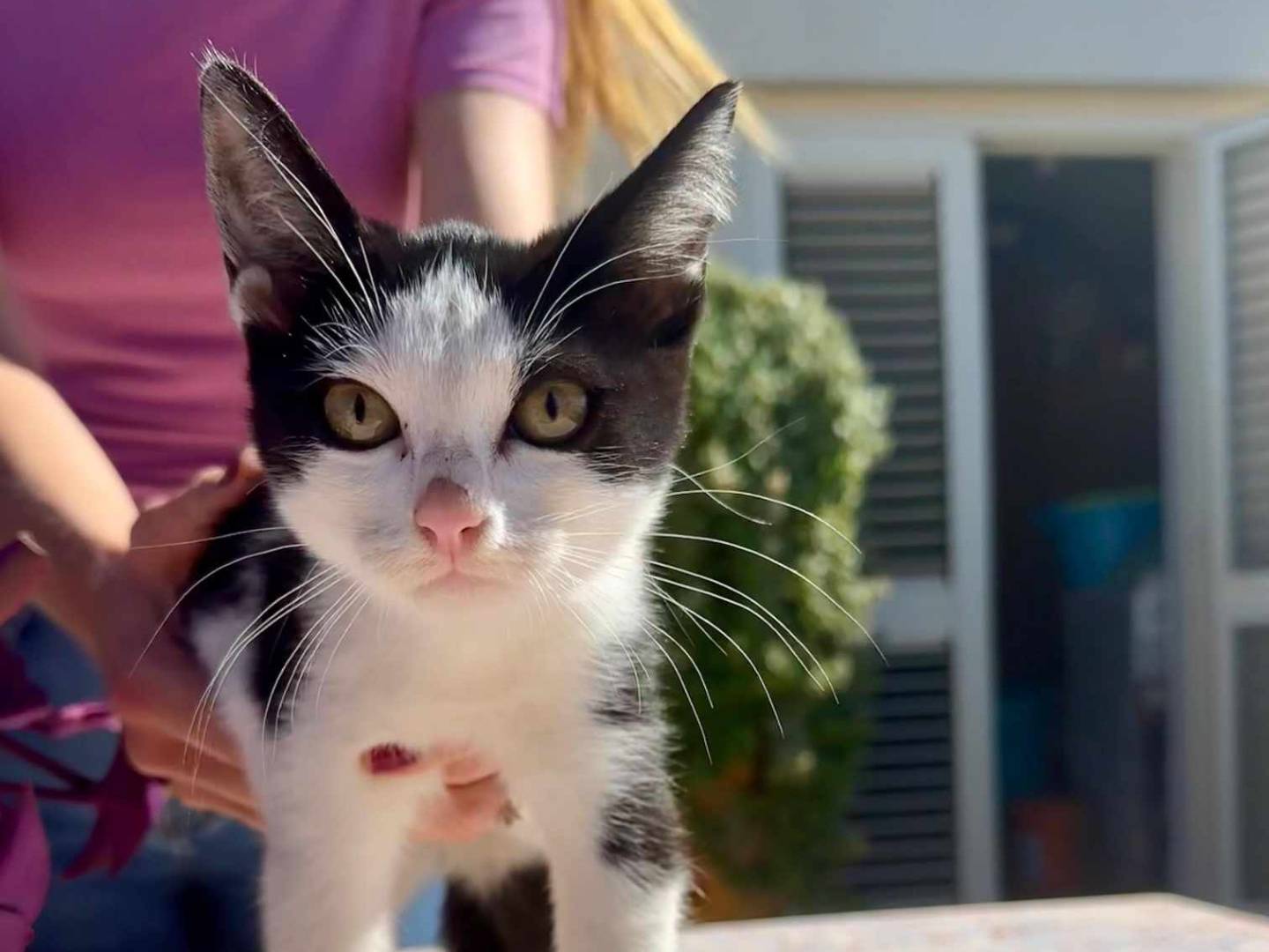 Adotta un gatto, taglia non valida, maschio, Lecce