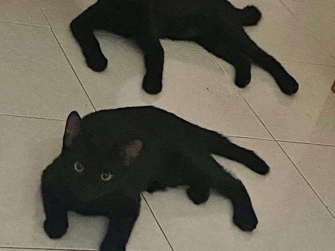 Foto dell'animale