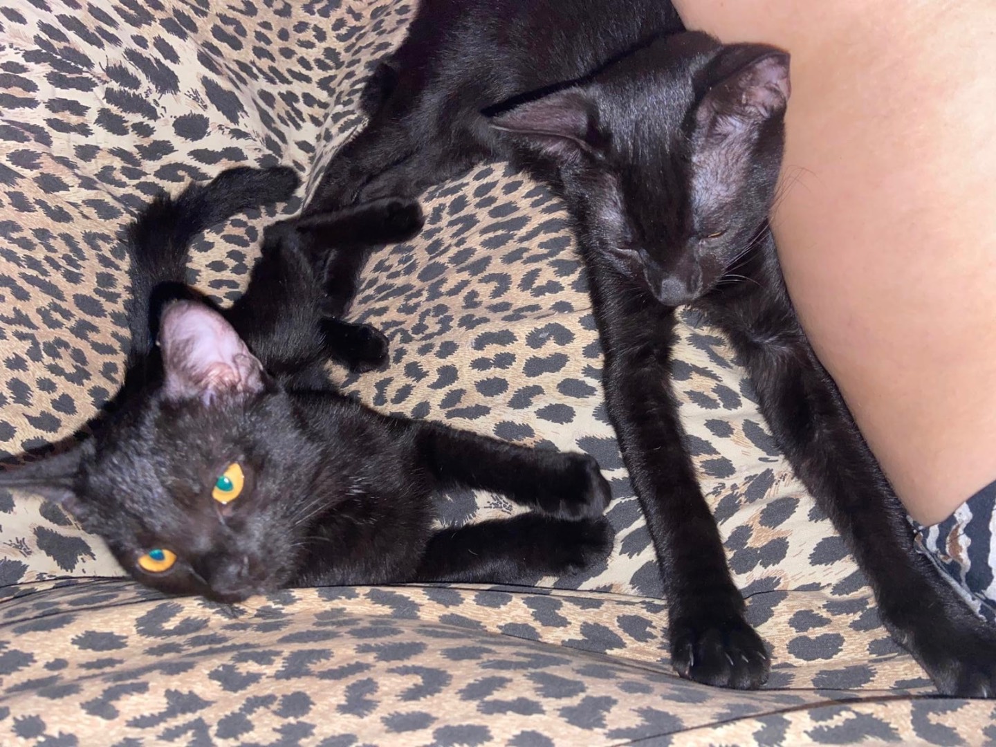 Adotta un gatto, femmina, 11 mesi, Napoli
