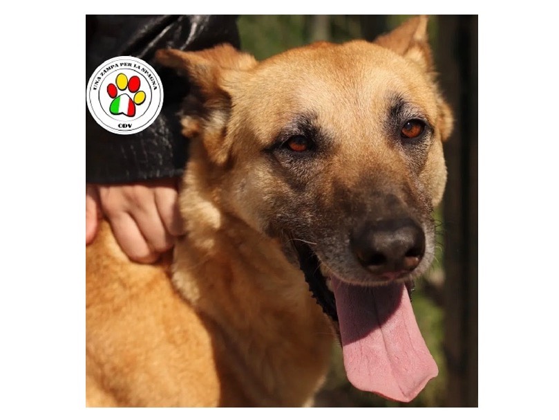 Adozione cane, femmina, meticcio, 9 anni e 11 mesi, taglia grande, Milano