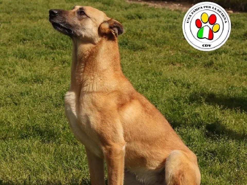 Adotta un cane, femmina, 9 anni e 11 mesi, Milano