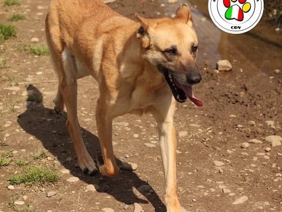 Adotta un cane, taglia grande, femmina, Milano