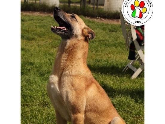 Vuoi adottare un cane a Milano?