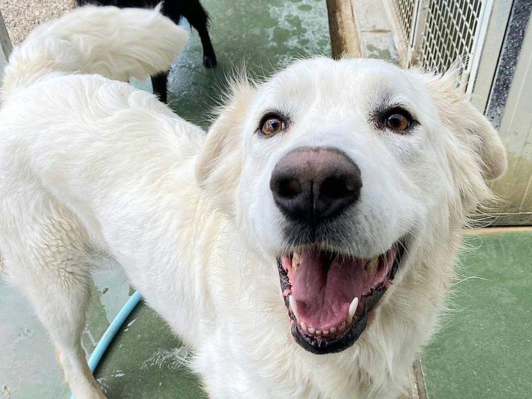 Adozione cane, femmina, meticcio, 3 anni  e 3 mesi , taglia media, Teramo