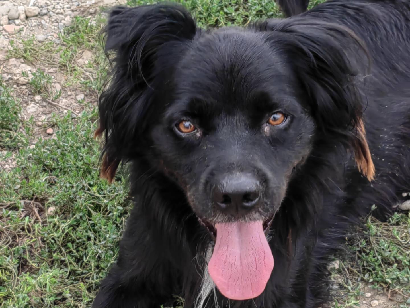 Adozione cane, maschio, meticcio, 3 anni  e 5 mesi , taglia media, Caserta