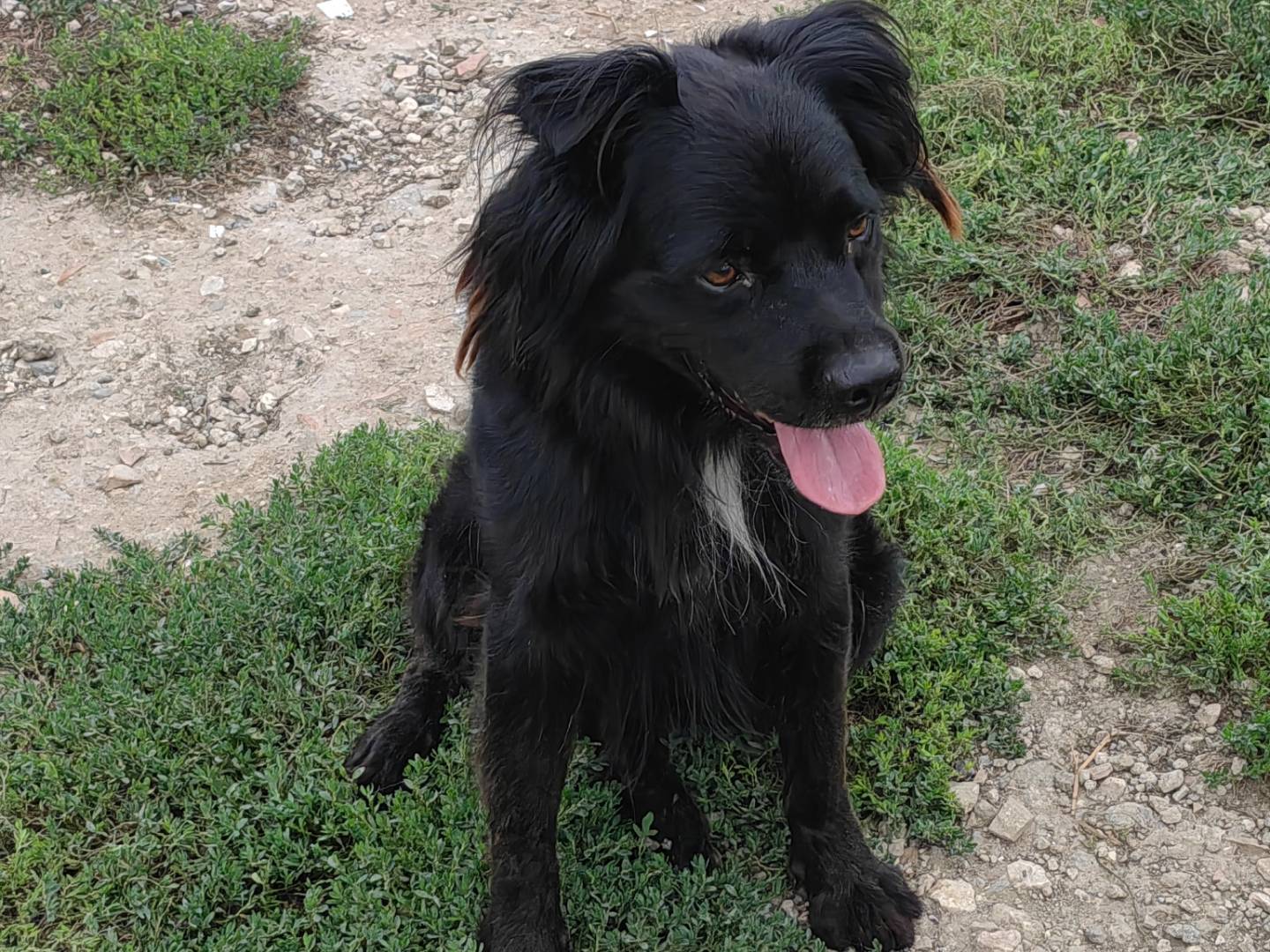 Adotta un cane, maschio, 3 anni  e 5 mesi , Caserta