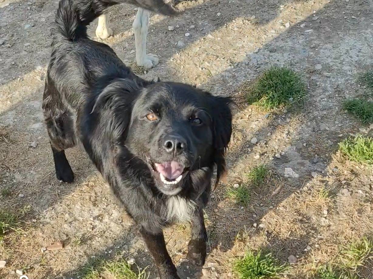 Adotta un cane, taglia media, maschio, Caserta