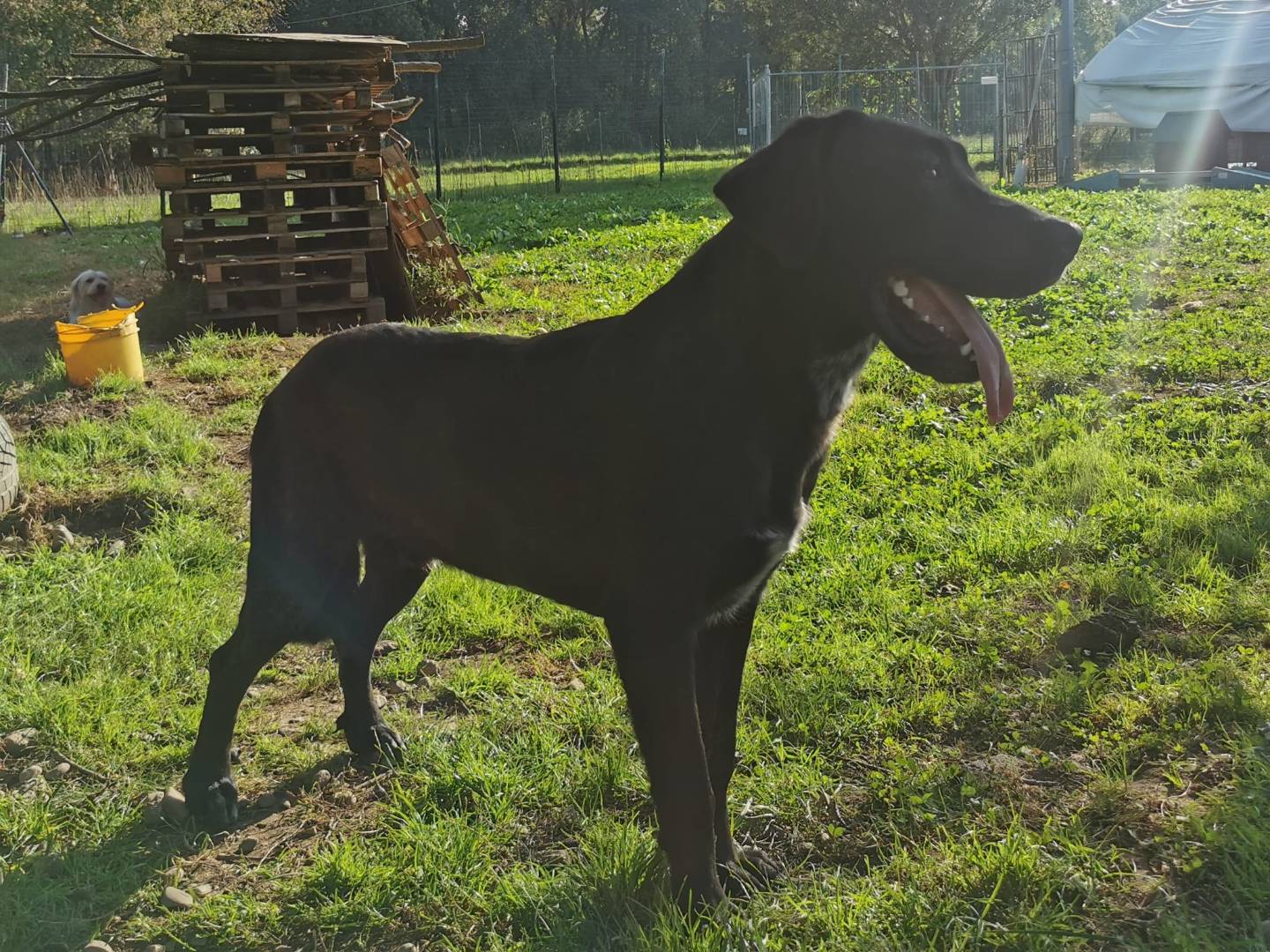 Adotta un cane, maschio, 1 anno e 2 mesi , Como