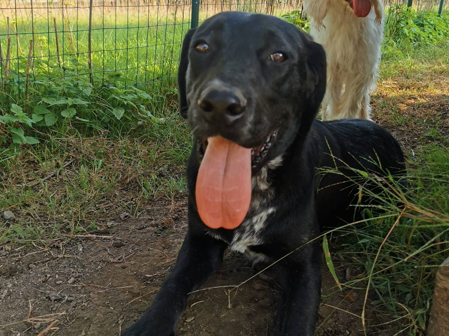 Adotta un cane, taglia media, maschio, Como