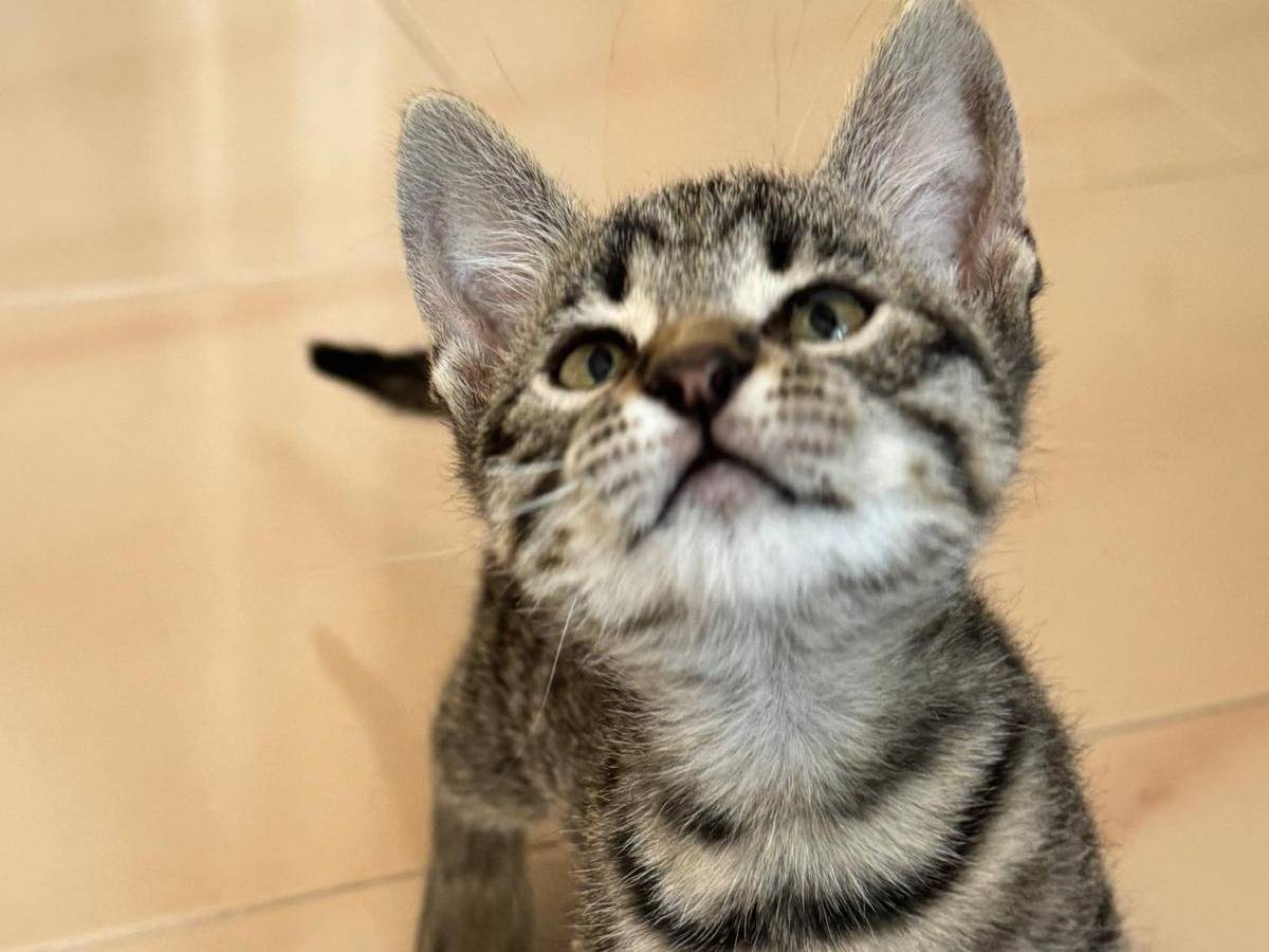 Vuoi adottare un gatto a Chieti?