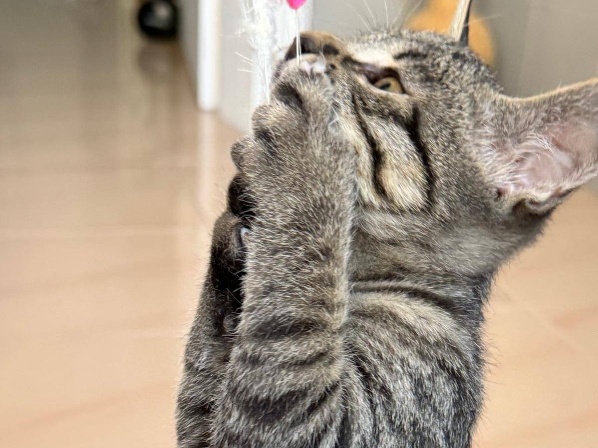 Adotta un gatto, taglia non valida, maschio, Chieti