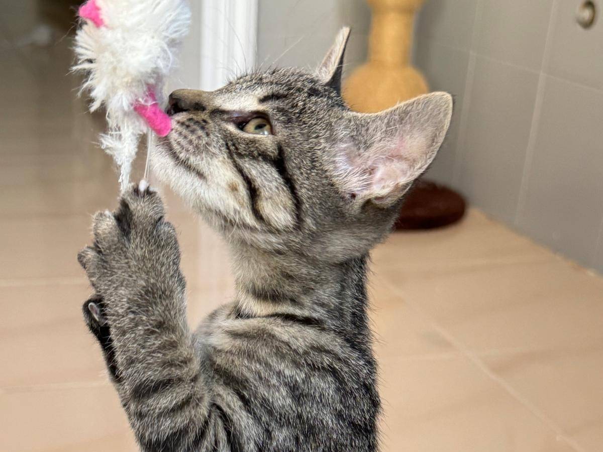 Adozione gatto, maschio, meticcio, 1 anno e 1 mese, taglia non valida, Chieti