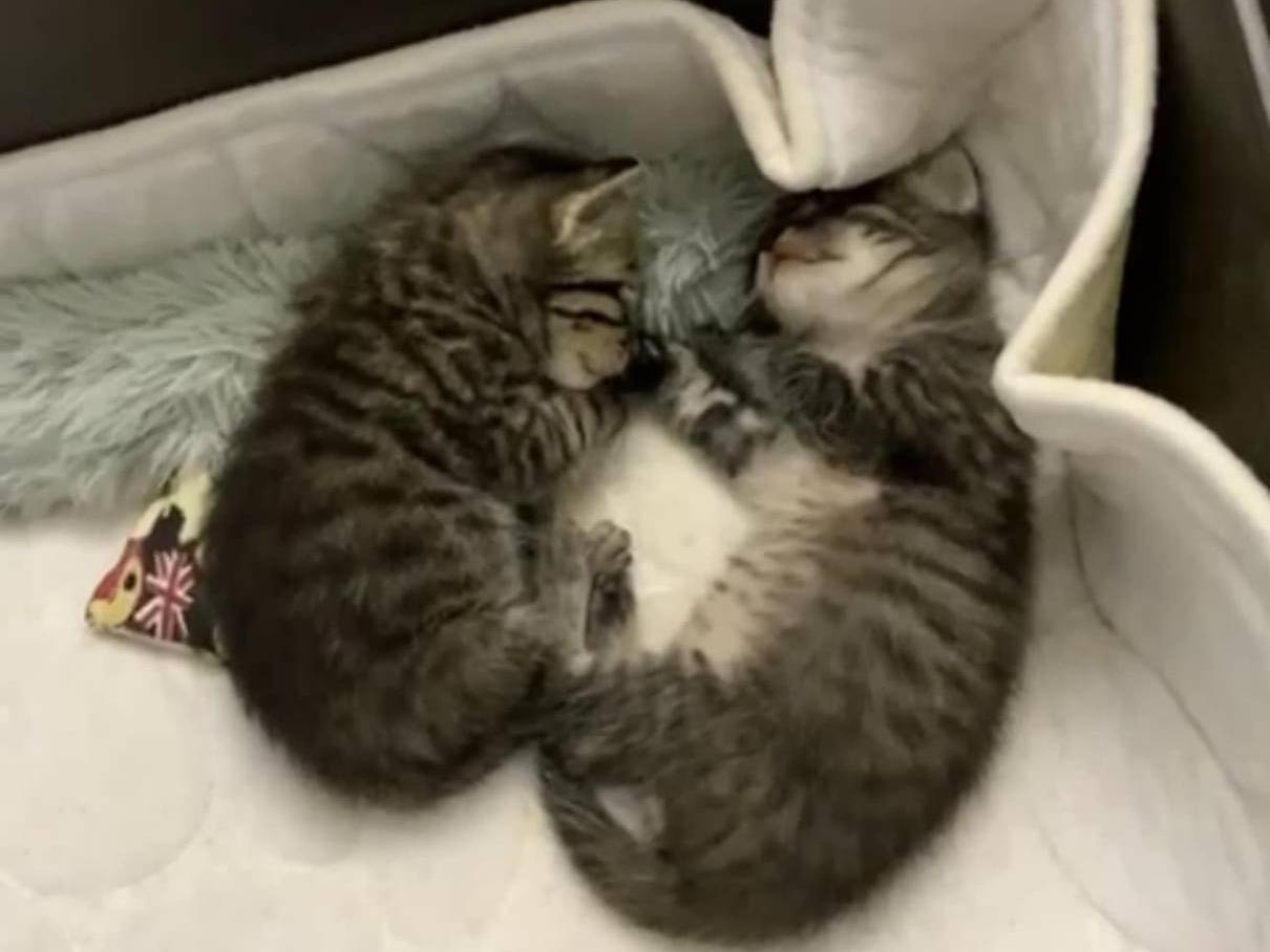 Adotta il gatto Bastet  a Chieti