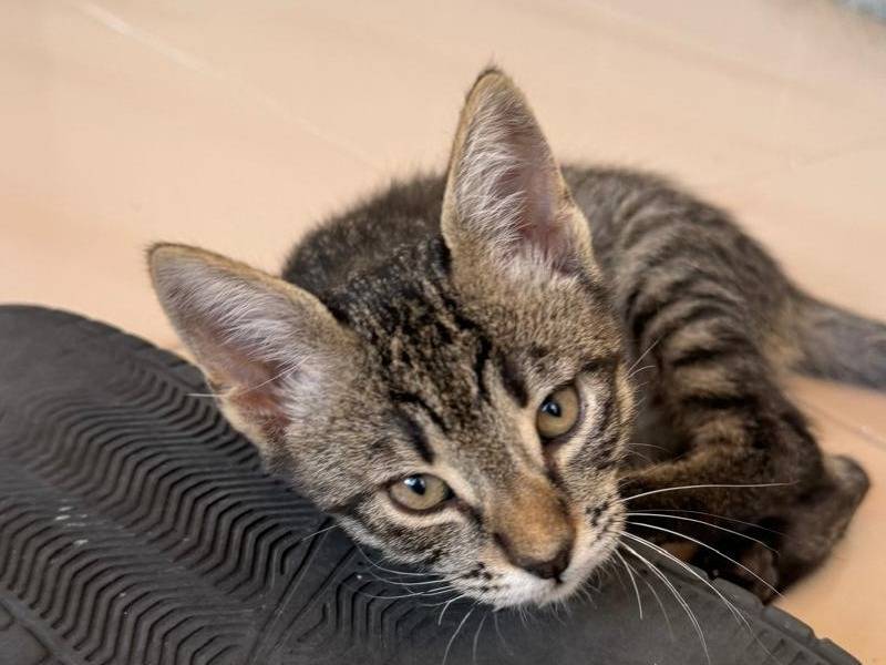 Adozione gatto, maschio, meticcio, 1 anno e 1 mese, taglia non valida, Chieti