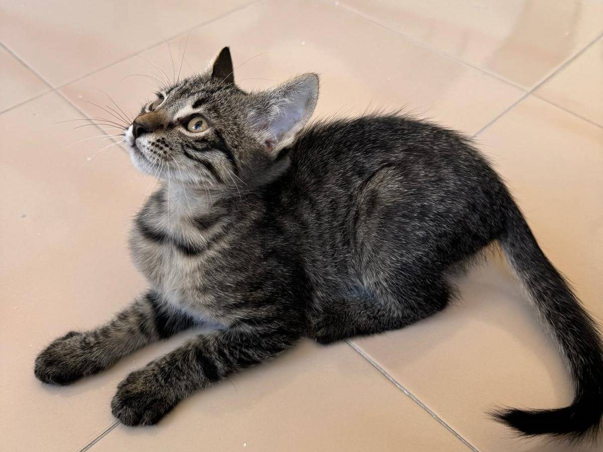 Adotta un gatto, maschio, 1 anno e 1 mese, Chieti