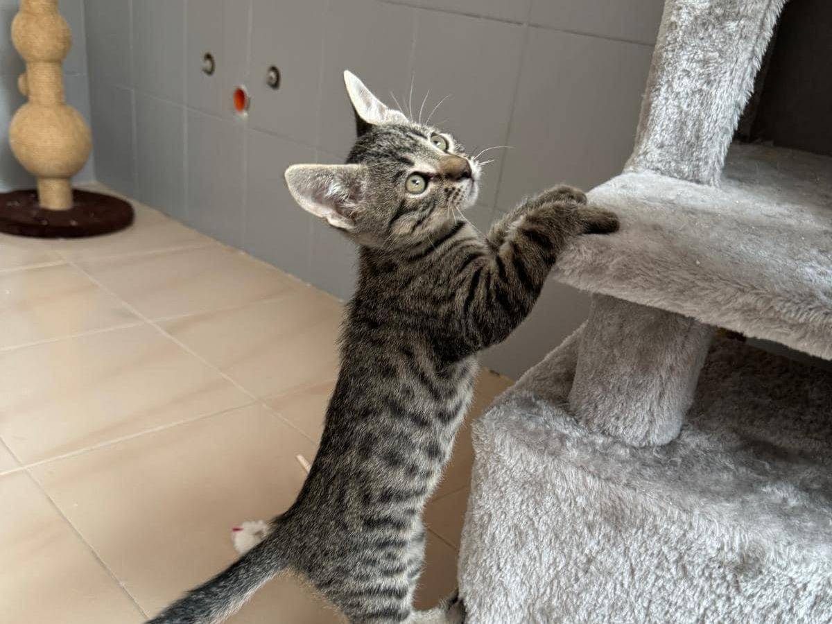 Adotta un gatto, taglia non valida, maschio, Chieti
