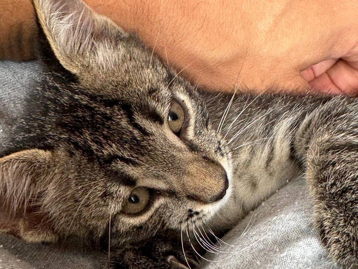 Vuoi adottare un gatto a Chieti?