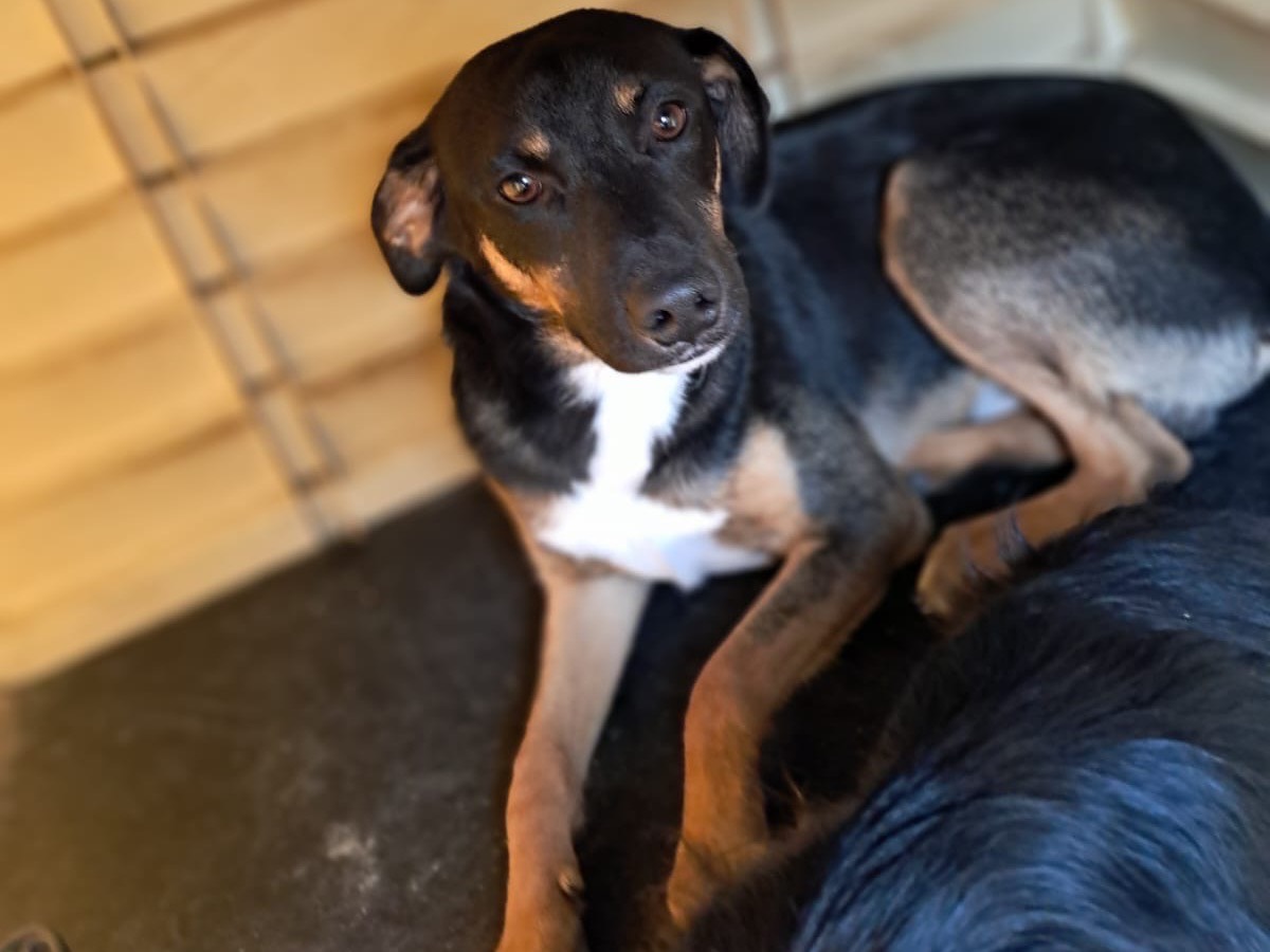 Adotta un cane, taglia media contenuta, maschio, Avellino