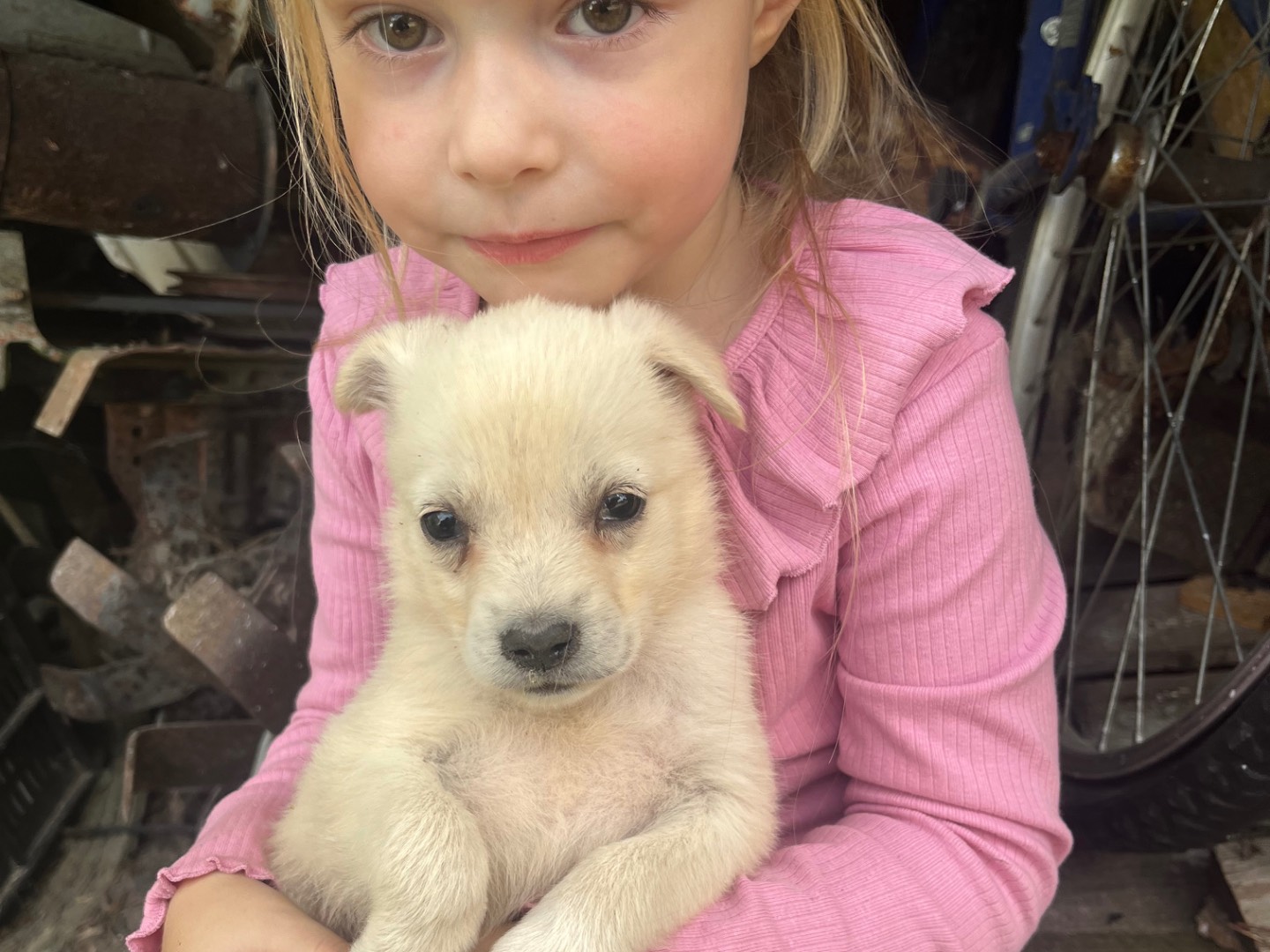 Adozione cane, femmina, meticcio, 1 anno e 8 mesi, taglia media contenuta, Avellino