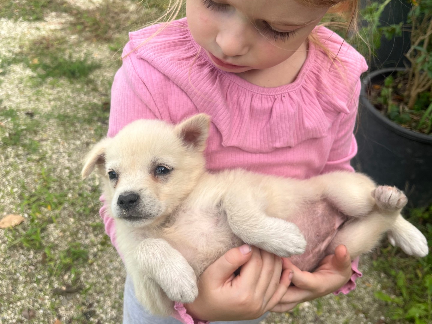 Adotta un cane, femmina, 1 anno e 8 mesi, Avellino