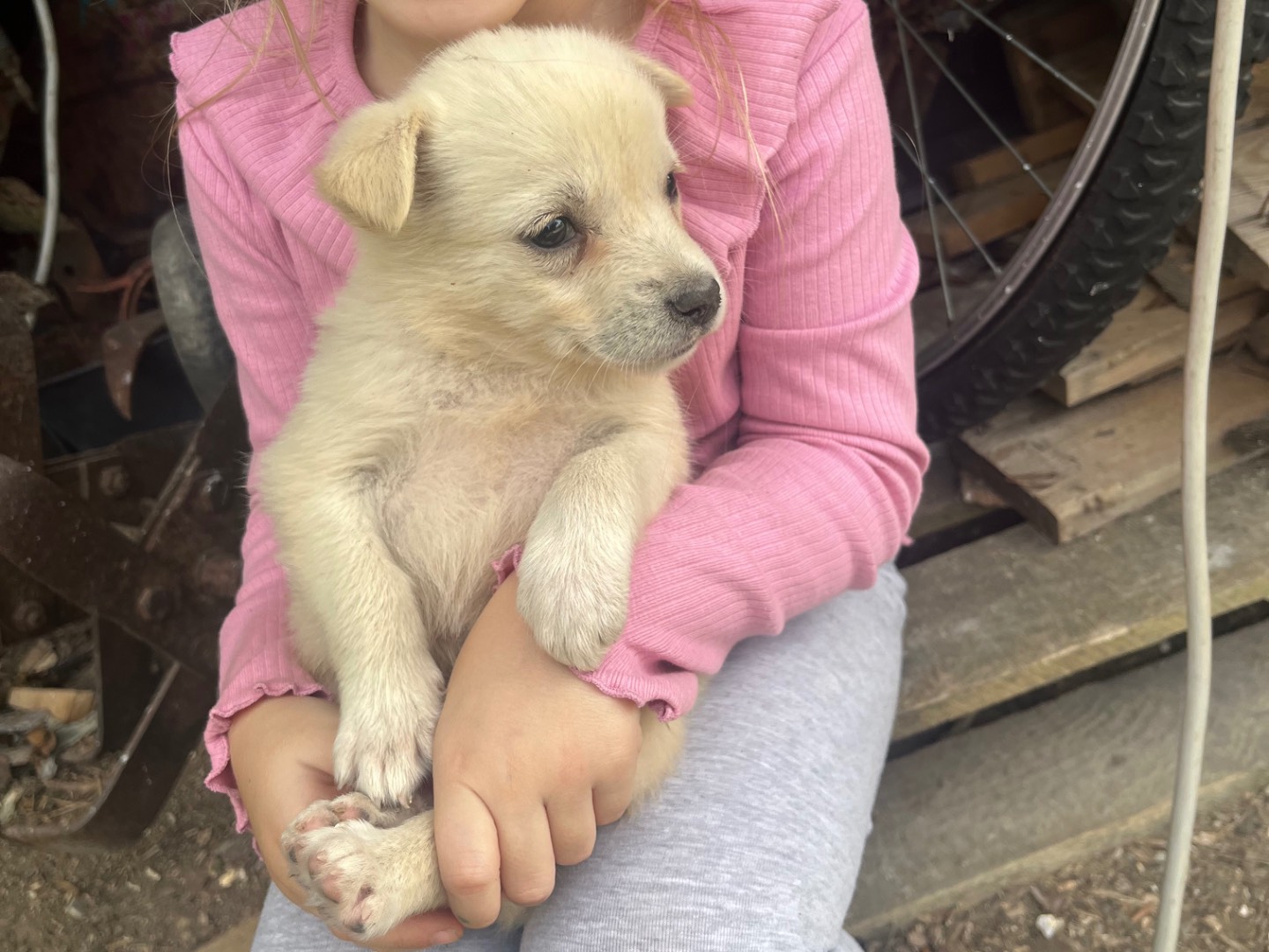 Vuoi adottare un cane a Avellino?