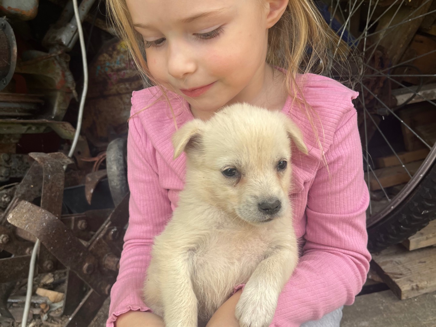 Adotta il cane Chanel a Avellino