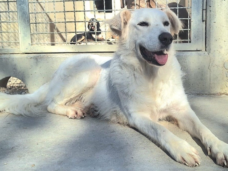 Adozione cane, femmina, Pastore maremmano, 3 anni , taglia media, Teramo