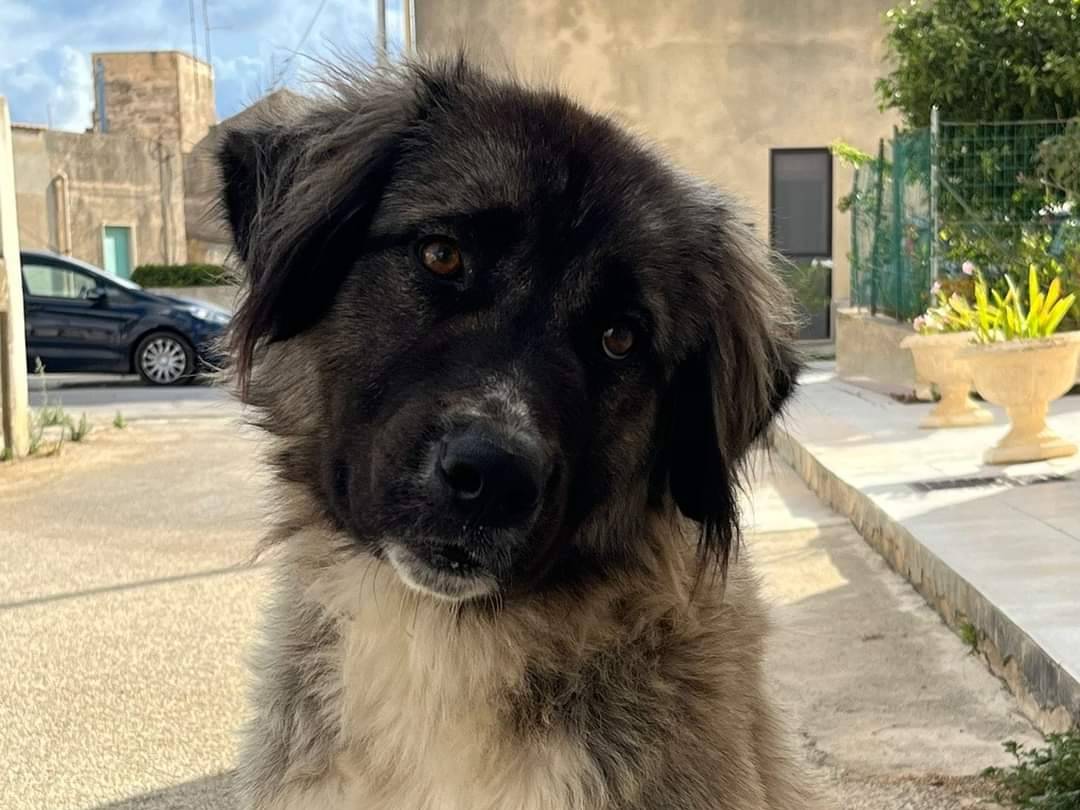 Adozione cane, femmina, meticcio, 2 anni e 4 mesi, taglia media, Trapani