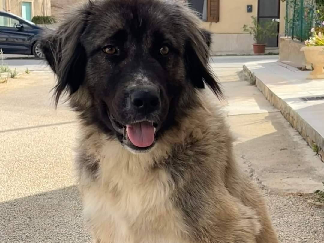 Adotta un cane, femmina, 2 anni e 4 mesi, Trapani