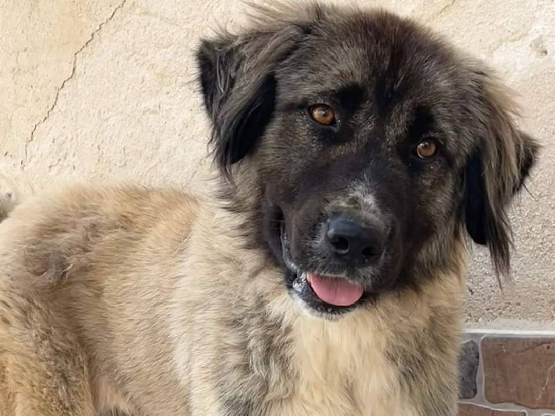 Adotta un cane, taglia media, femmina, Trapani