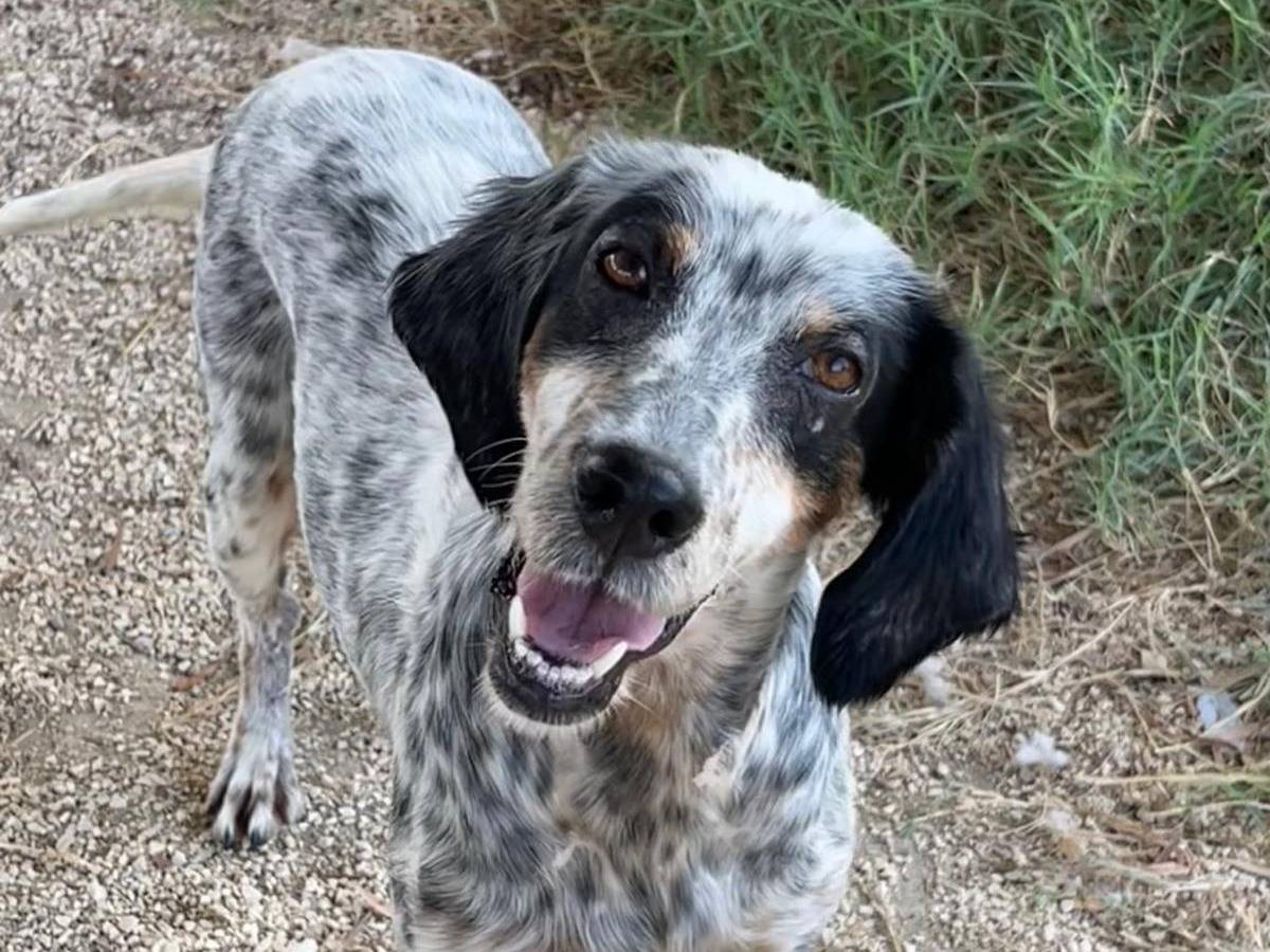 Adozione cane, femmina, meticcio, 3 anni e 4 mesi, taglia media contenuta, Trapani