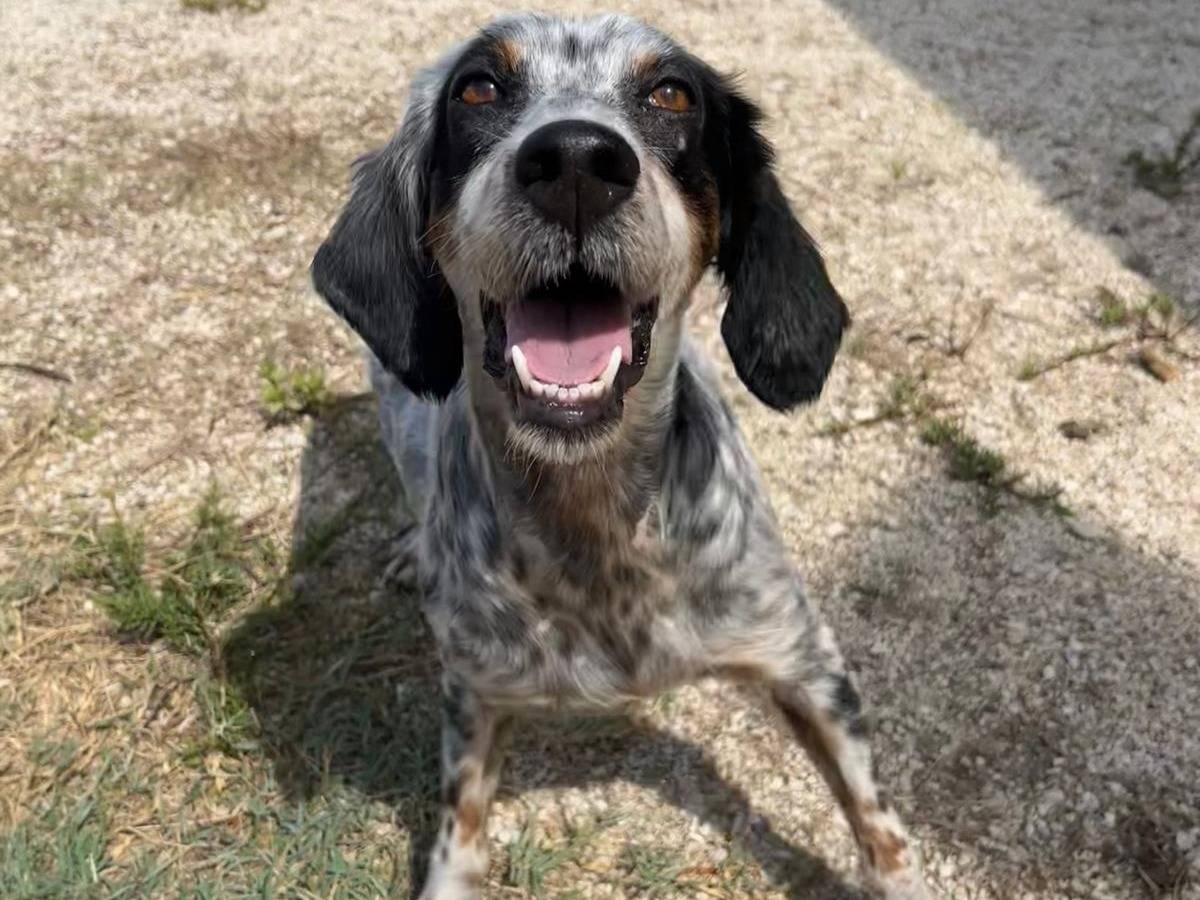 Adotta un cane, taglia media contenuta, femmina, Trapani