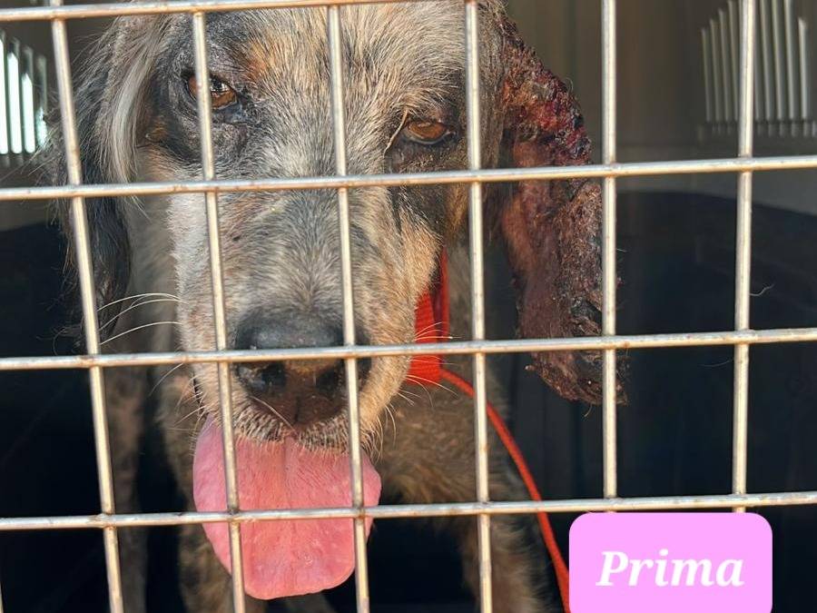 Vuoi adottare un cane a Trapani?
